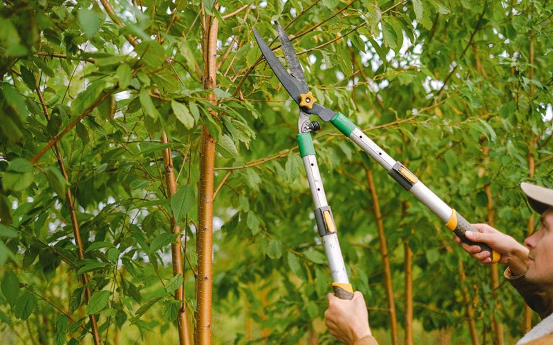 Tree trimming in Bancroft, NE